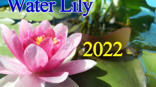 スイレン花 スイレン シーズン2022 (12)第21・22号開花！日によって花の形が